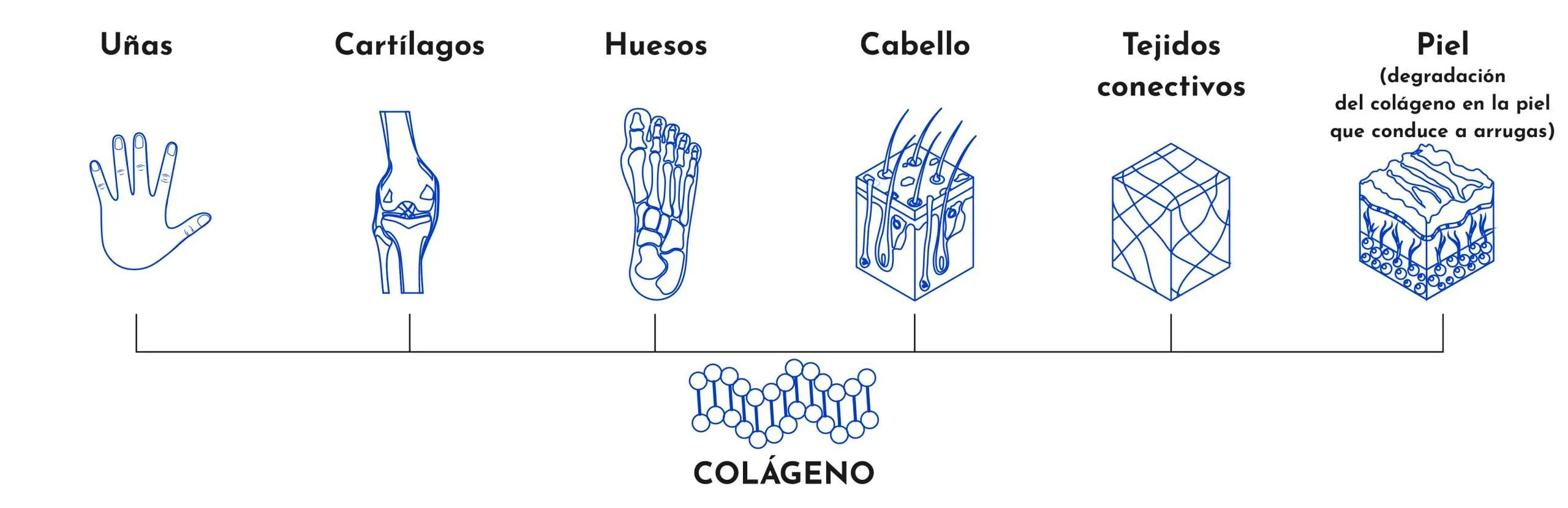 Colágeno en el cuerpo humano Grup Policlínic