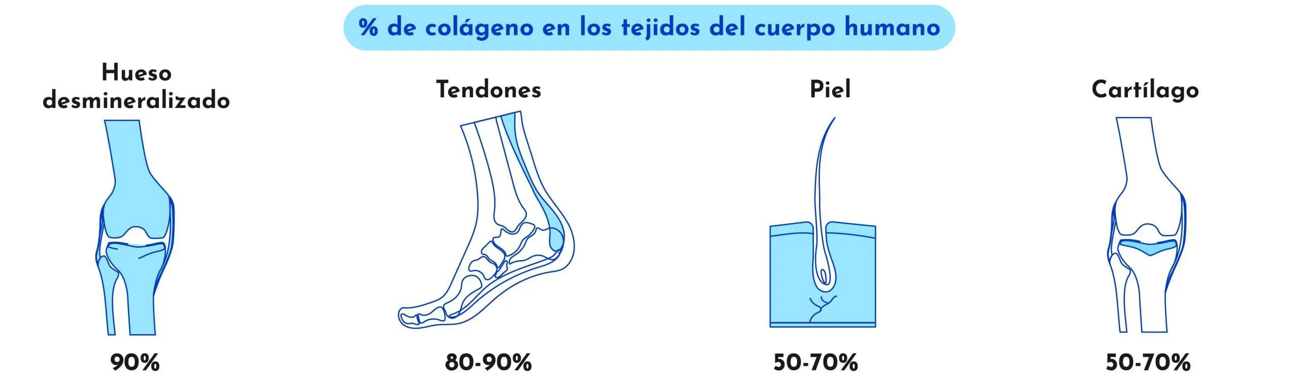 colágeno en los tejidos del cuerpo humano.