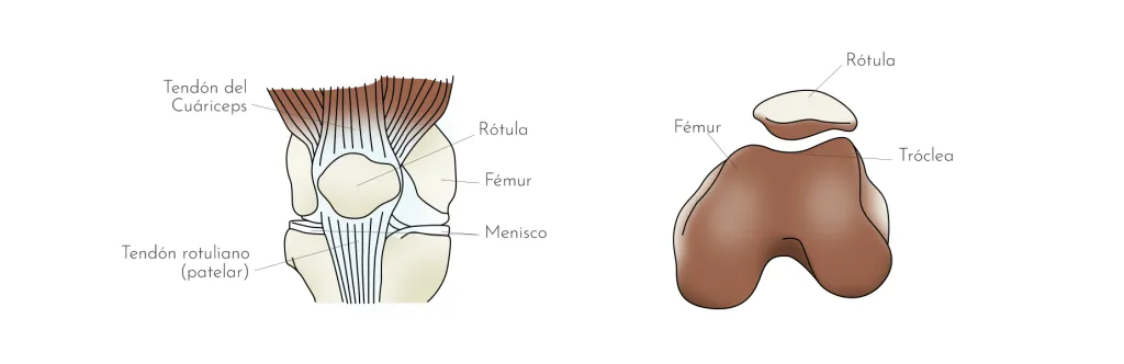 CONDROPATIA ROTULIANA