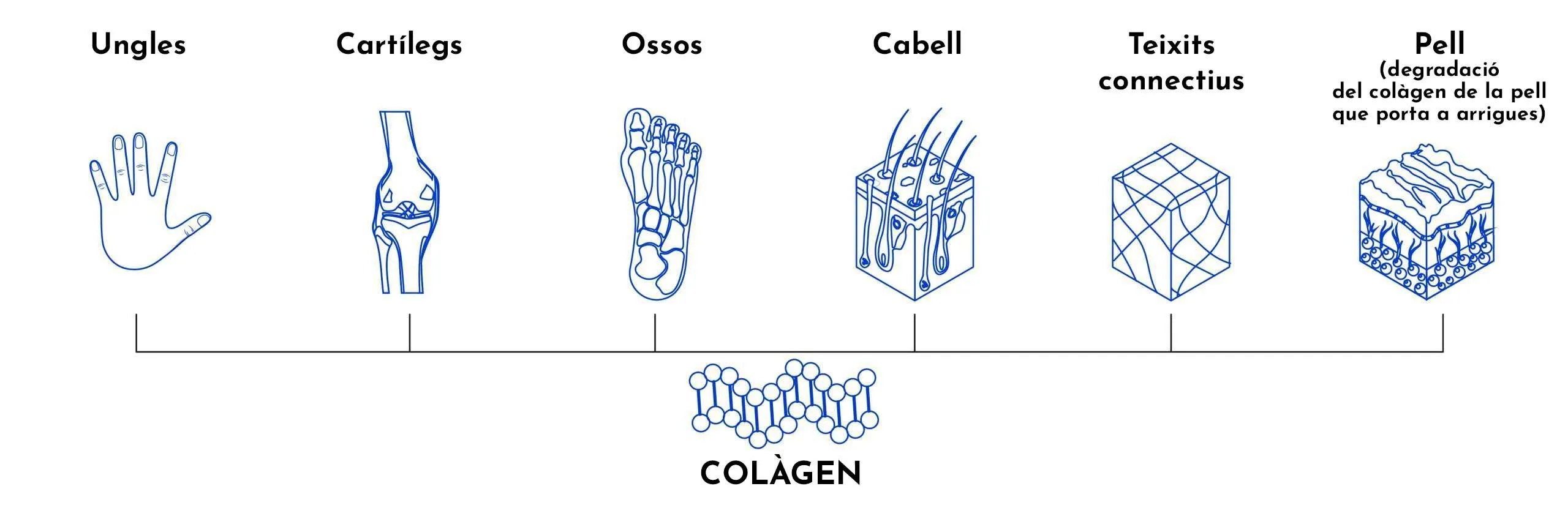 EL COL·LAGEN. VERITATS I MITES
