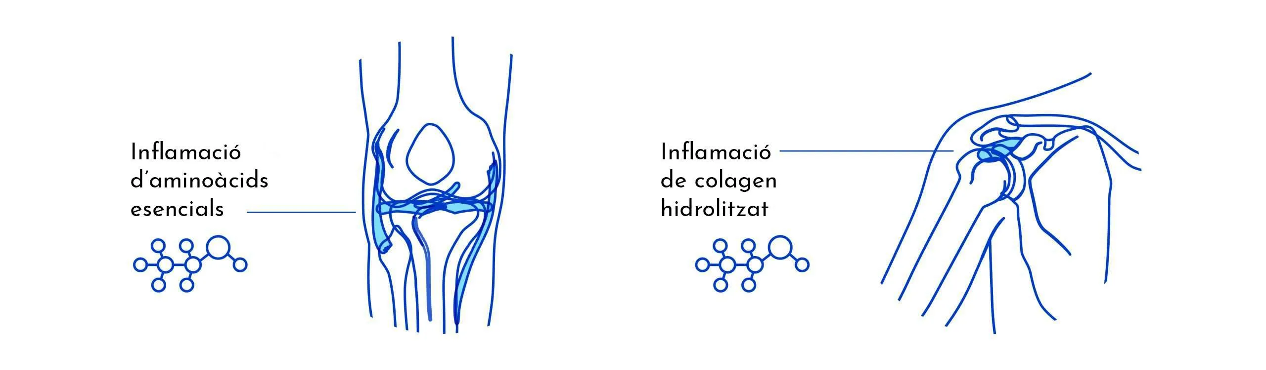 EL COL·LAGEN. VERITATS I MITES