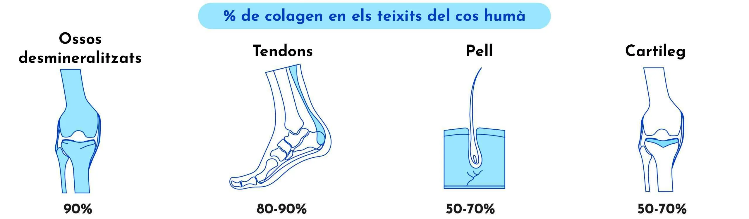 EL COL·LAGEN. VERITATS I MITES